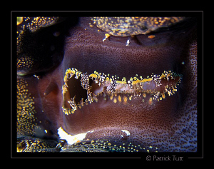 Mouth of a clam, Marsa Shagra - Egypt - Canon S90 with ha... by Patrick Tutt 